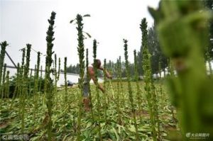 种植芝麻时应如何选择和搭配肥料？