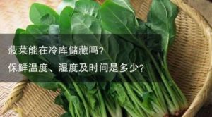 菠菜的保存方法与保鲜期限