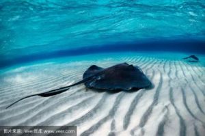 魟鱼如何发音？揭秘深海中的恐怖生物