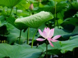 莘莘学子读xinxin对吗 祝愿莘莘学子优美诗句