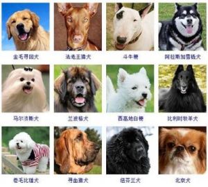 公犬名字大全好听的 好听公犬名字