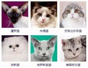 好听的猫咪名字 猫咪名字创意