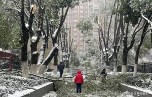  冻雨导致树木重量剧增，专家解释原因