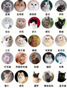 高雅优美的猫咪名字