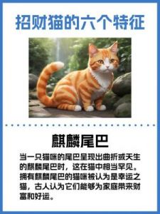 代表好运的猫咪名字大全：吉利又好听