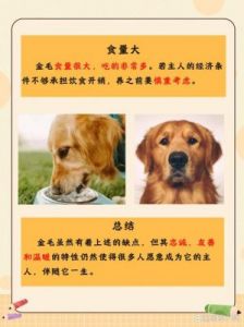 精选时尚炫酷的金毛犬名字大全最新宠物命名