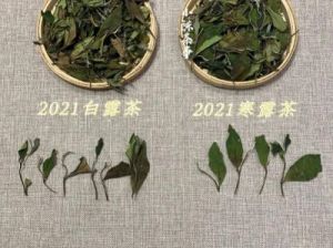 秒懂茶：一文带你了解寒露茶与白露茶，他们的区别在哪里？