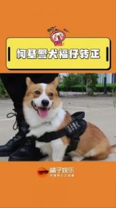 全国首只柯基警犬福仔，顺利转正