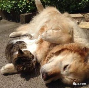 流浪猫闯入后院求食，意外获新家，与家犬想法截然不同，却发生令人感动的故事！