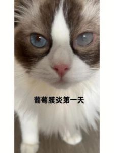 宠物健康预警：发现猫咪发烧，立即采取这些关键步骤！