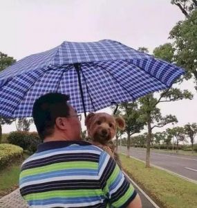 男子抱着狗狗躲雨，狗狗无奈地注视着周围的世界