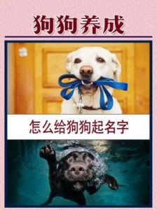 狗狗名字霸气独特，母狗当世无双的名字