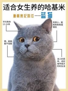 精选好听的蓝猫名字，找到你喜欢的款式