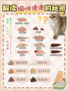 猫咪拉稀不止，如何化解这场软便风暴？