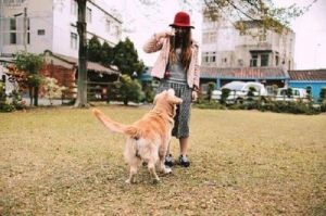 女子偶遇金毛：走失1年的家犬归来，带回收养家庭感慨与感动