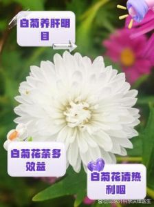 夏天喝菊花茶的五大养生好处，清凉降温又护眼