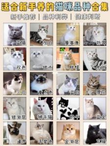 适合新手养的猫咪品种推荐：轻松养猫的最佳选择