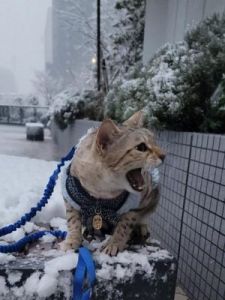 冬季遛猫指南：推婴儿车赏雪景