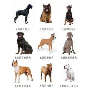 工作犬之选：葡萄牙水犬与罗威纳犬简介