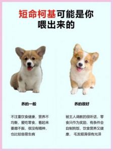 柯基犬的优缺点全解析