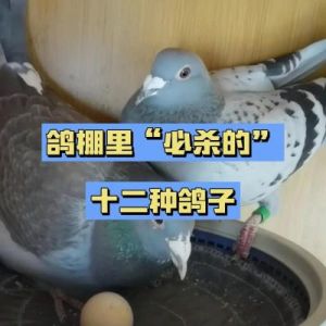 新手鸽友养鸽秘籍：健康鸽子的基础要点