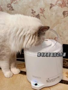 猫咪喝水，智商大比拼