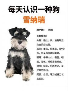 温柔巨犬：探秘圣伯纳犬的魅力