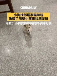 猫咪的社交圈：宠物也能养宠物？