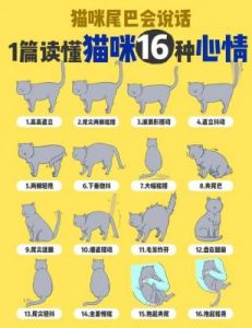 猫咪尾巴颤抖：情绪解析与表现