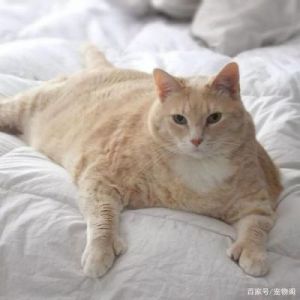 吃货橘猫：幸福生活的美食代言人