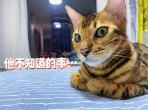 揭开猫咪心中的7大恐惧