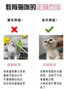 小猫健康成长全攻略