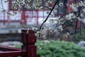 烟雨四月：春日里的朦胧诗意