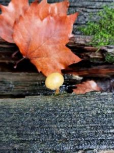 秋雨桐叶：自然与生命的深刻启示